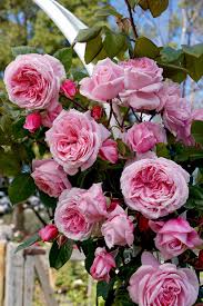 Kiss Me Kate Climbing Rose