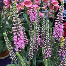 Veronica Moody Blues Dark Pink