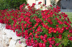 Red Drift Rose