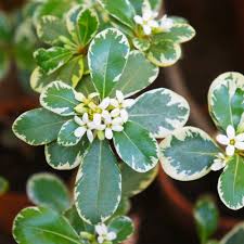 Variegated Pittosporum