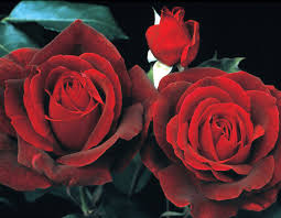 Mr Lincoln Rose
