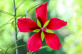 Texas Star Hibiscus