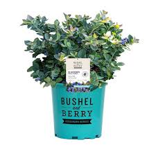 Silver Dollar Blueberry