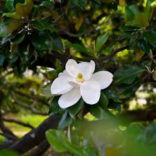 DD Blanchard Magnolia