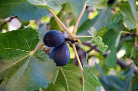 Black Mission Fig