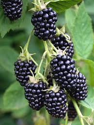 Natchez Blackberry