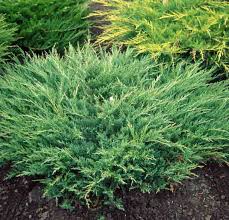 Andorra Juniper