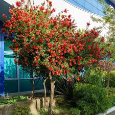 Hannah Ray Bottle Brush Tree