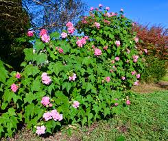 Confederate Rose