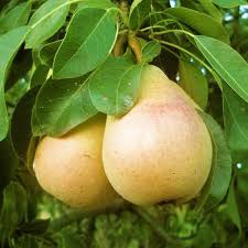 Pineapple Pear