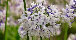 Indigo Frost Agapanthus