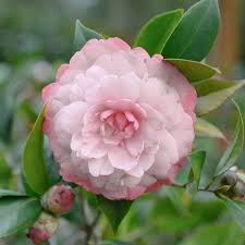 Jerry Donnan Camellia