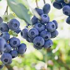 Ochlocknee Blueberry