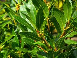 Bay Leaf Tree
