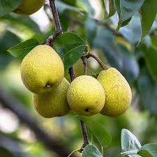 Hood Pear Tree