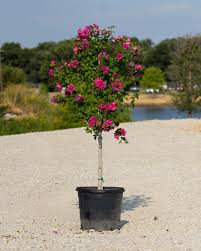 Lucy Althea (Rose of Sharon)