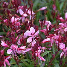 Gaura Belleza Compact Light Pink