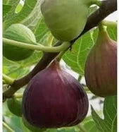 Olympian Fig