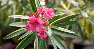 Twist of Pink Oleander