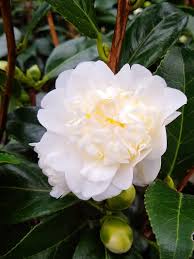 Snow on the Mountain Camellia