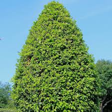 East Palatka Holly