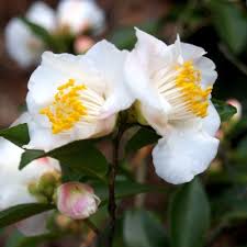Quintessence Camellia