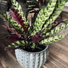 Calathea Rattlesnake