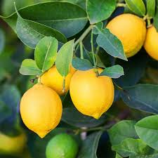 Lisbon Lemon