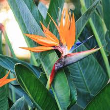 Orange Bird Of Paradise