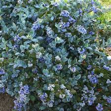 Silver Dollar Blueberry