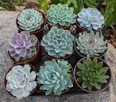Echeveria Succulents