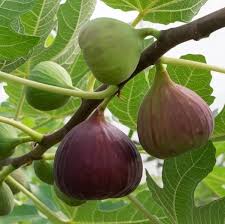 Texas Everbearing Fig