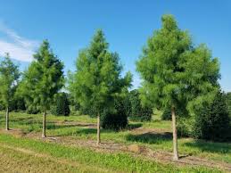 Pond Cypress Tree