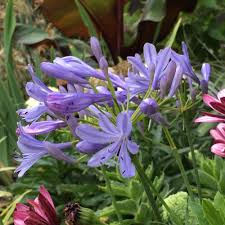 Neverland Lily of the Nile Agapanthus