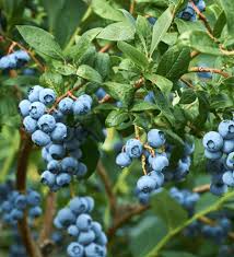 Hello Darlin Downhome Harvest Blueberry