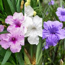 Mexican Petunia