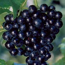 Cowart Muscadine - 2 Gallon