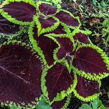 Chocolate Mint Coleus