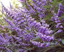 Shoal Creek Vitex