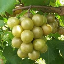 Scuppernong Muscadine