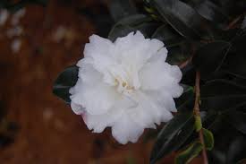 Silver Dollar Camellia
