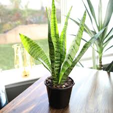 Snake Plant