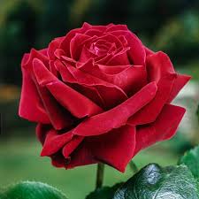 Mr Lincoln Rose
