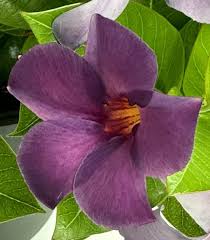 Sun Parasol® Original XP Bluephoria™ Mandevilla