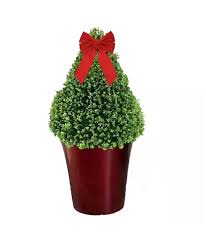 Compacta Holly