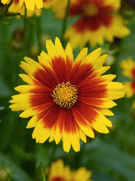 Gold & Bronze UpTick Coreopsis