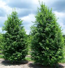 Eagleston Holly