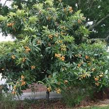 Golden Nugget Loquat