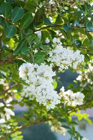 Acoma Crepe Myrtle