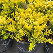 Golden Hoogendorn Holly
